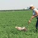 UCCE Advisor Rachael Long demonstrates using a sweep net to monitor for alfalfa weevils.