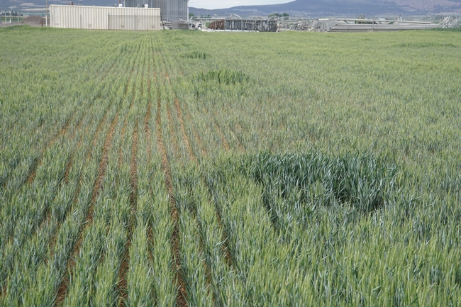 Irregular crop growth and sprinkler patterns are common throughout the basin this year.