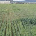 Irregular crop growth and sprinkler patterns are common throughout the basin this year.