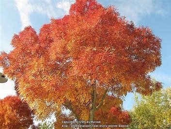 photo of a raywood ash tree in the fall