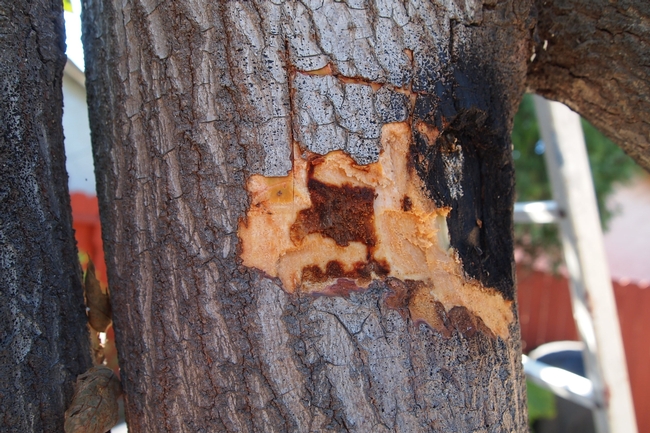 discoloration of wood from fusarium dieback  (Photo by A. Eskalen.)
