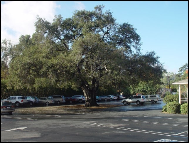 urban heat island shaded by tree can reduce temperatures 20 degrees in inland and desert cities