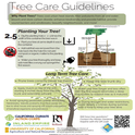 tree planting guidelines