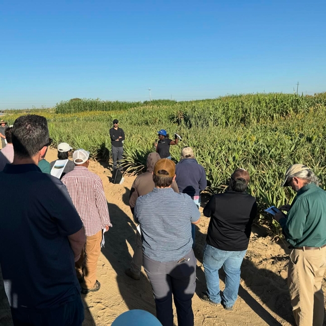 Jackie Atim discussing sorghum trials