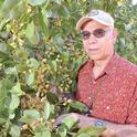 Dr. Themis Michailides inspecting pistachio trees in Australia for disease symptoms. (Photo courtesy of The Murray Pioneer Pty. Ltd.)