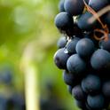 UC Grape Day 2013 is Aug. 13.