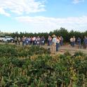 Dry bean meeting attendees learning about the impact of subsurface drip irrigation on crop health and yield.