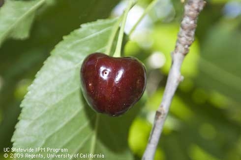A cherry with spotted wing drosophila damage.
