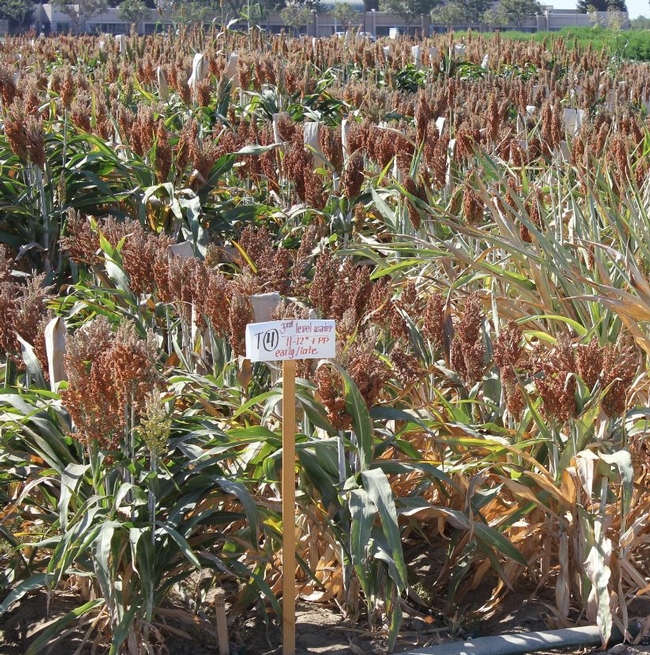 Sorghum being tested for epigenetic control of drought response at Kearney.