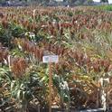 Sorghum being tested for epigenetic control of drought response at Kearney.