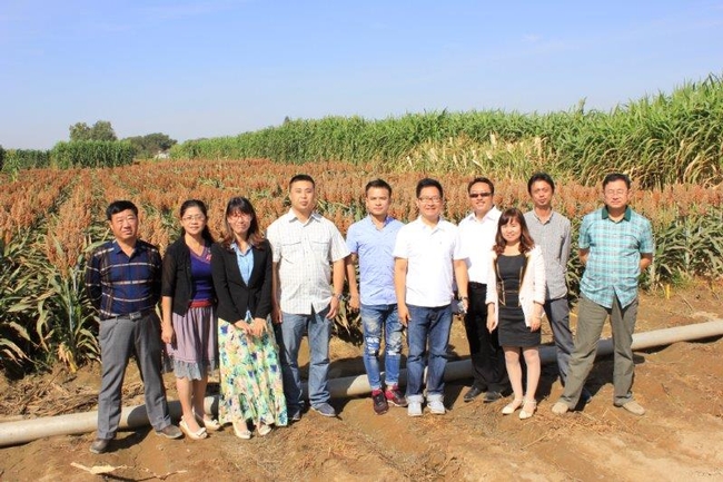 Chinese delegation that visited Jeff Dahlberg's field research on the use of sorghum as a dairy forage.