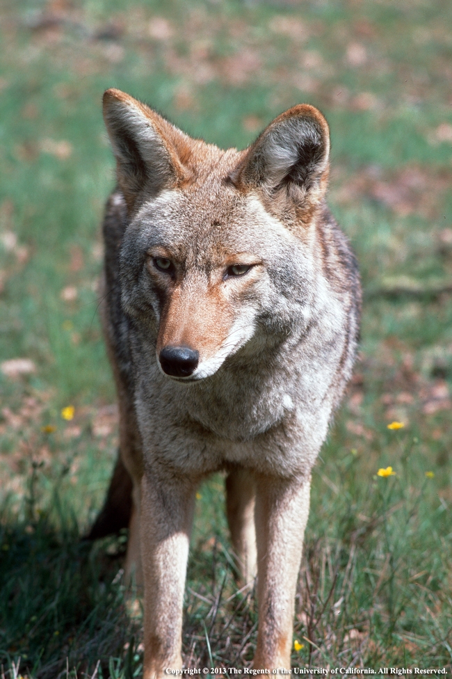 A file photograph of a coyote.