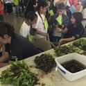 Third grade students at the 2017 Kings County Farm Day transplant leaf lettuce to take home.