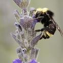 The Vosnesenky bumble bee on lavender. Photo by Kathy Keatley Garvey.