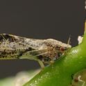 This is an Asian citrus psyllid, which is  about the size of an aphid.