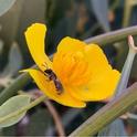Native bee (probably a member of the Megachilidae family) on bush poppy (Dendromecon rigida).