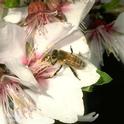 Honey bee on almond blossom. Photo by Jack Kelly Clark.