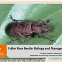 Fuller rose beetle on leaf.