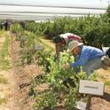 Field assistants Walter Martinez-Casarez and Chiengseng Cha help maintain blueberry trials at Kearney.