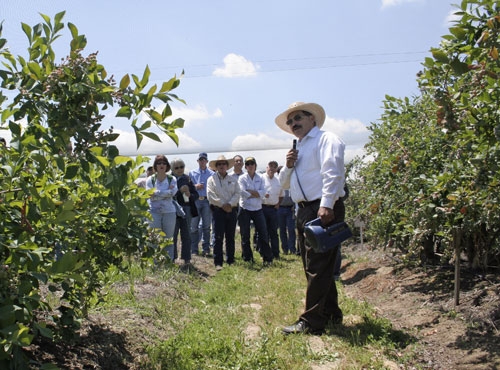 Manuel Jimenez leads a tour of his research planting.