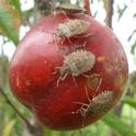 Brown marmorated stink bug (USDA photo)