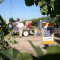 Grape Day participants could scan a QR code to get more information on specific grapevine varieties.