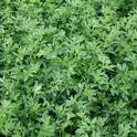 alfalfa USDA