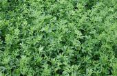 alfalfa USDA