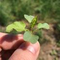 Figure 3. Field bindweed seedling.