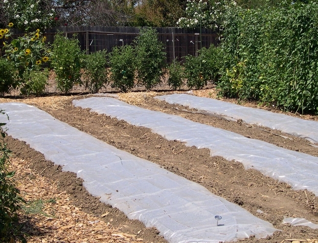 Clear plastic is laid over planting beds to elevate soil temperatures. (Credit: K Windbiel-Rojas)