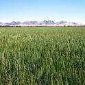 A California rice field.