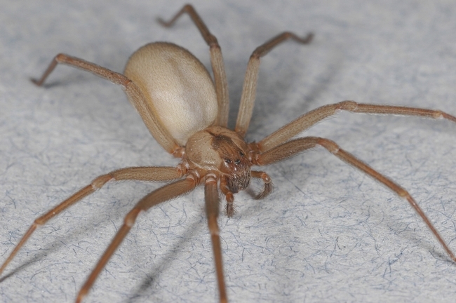 Adult brown recluse spider, Loxosceles reclusa. (Credit: R Vetter)