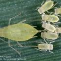 Rose grass aphids