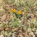 Fiddleneck on rangeland