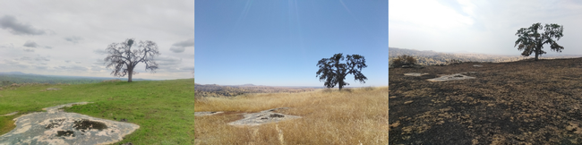 A site at the San Joaquin Experimental Range in Madera County, showing how annual grasses provide a continuous fuel supply for wildfire.