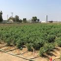 Tomato plots - each treatment is marked by a colored flag