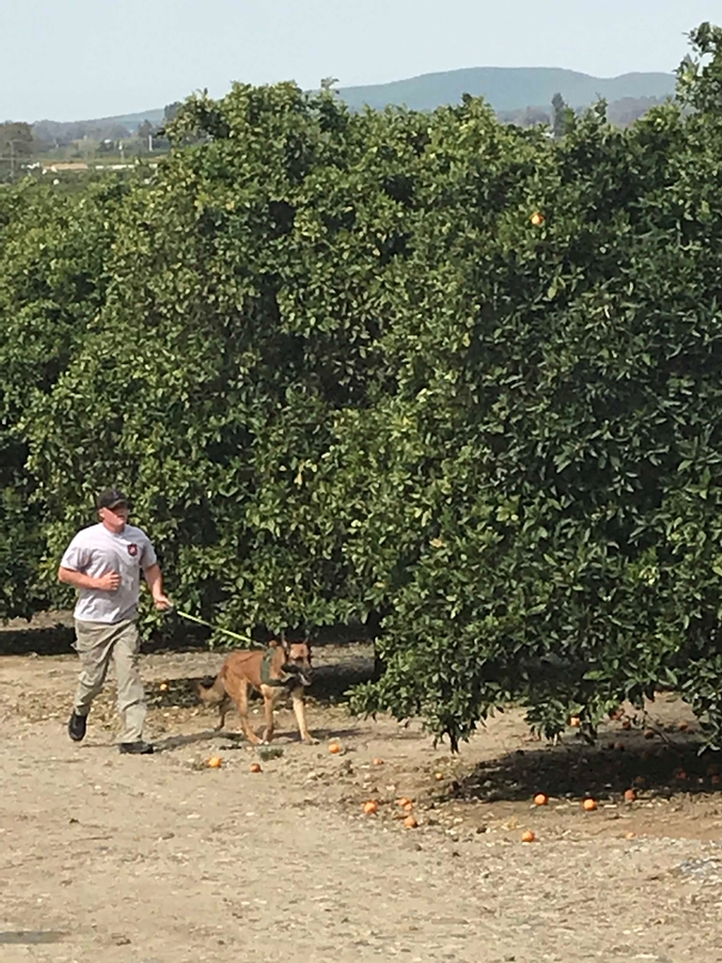 Canine checking trees at Lindcove Research and Extension Center, Exeter, Calif.