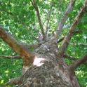 A well placed shade tree can reduce cooling costs in homes and other buildings.