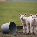 UCCE advisor Dan Macon has personal experience with direct marketing lambs. (Photo: USDA)