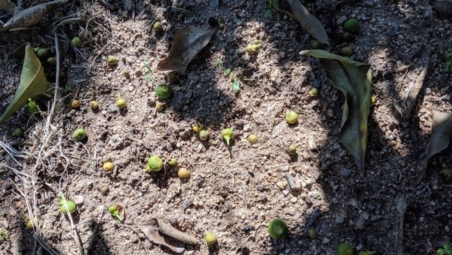 Field observations over the past few weeks show that drop is occurring at a much higher rate and volume in treatments that haven't been mulched. Above, underneath the canopy of a tree without mulch (control).