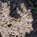 Field observations over the past few weeks show that drop is occurring at a much higher rate and volume in treatments that haven't been mulched. Above, underneath the canopy of a tree without mulch (control).