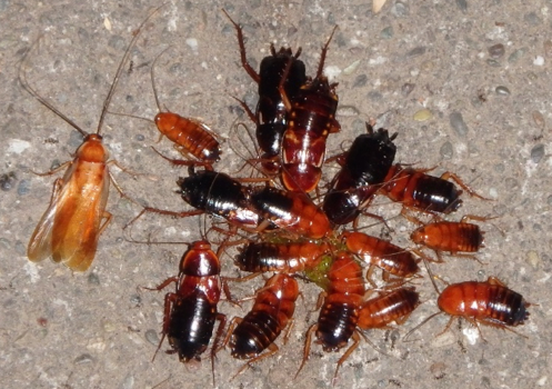 Figure 3. Turkestan cockroaches attracted to spilled food. (Photo: Andrew Sutherland)