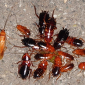 Figure 3. Turkestan cockroaches attracted to spilled food. (Photo: Andrew Sutherland)