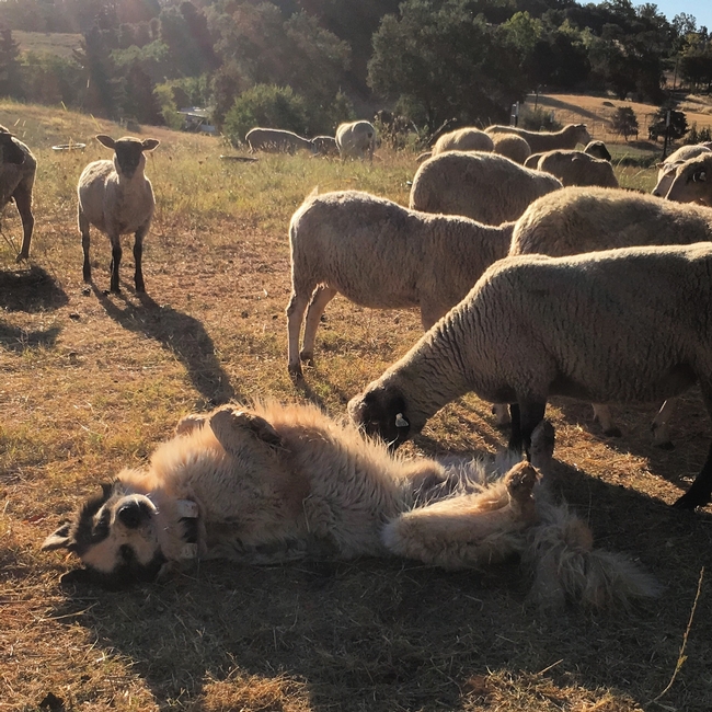 hard working dog