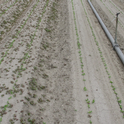 Figure 1. On left: Kerb at 3.5 pints/A applied at planting; On right Kerb at 3.5 pints/A + Prefar at 1.0 gallon/A applied at planting. The main weed is common purslane which was not controlled by Kerb because it was pushed below the zone of germinating weed seeds by the germination water.