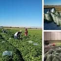 Basil leaves were cut on June 28 and July 12, 2019. Bagged samples were weighed for fresh biomass.