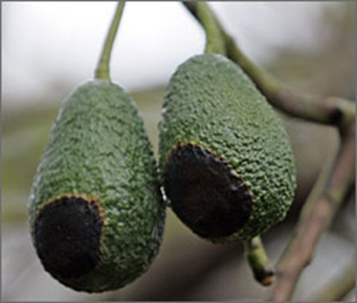 Low intensity fire damage on avocados. (Photo: U.S. Today)