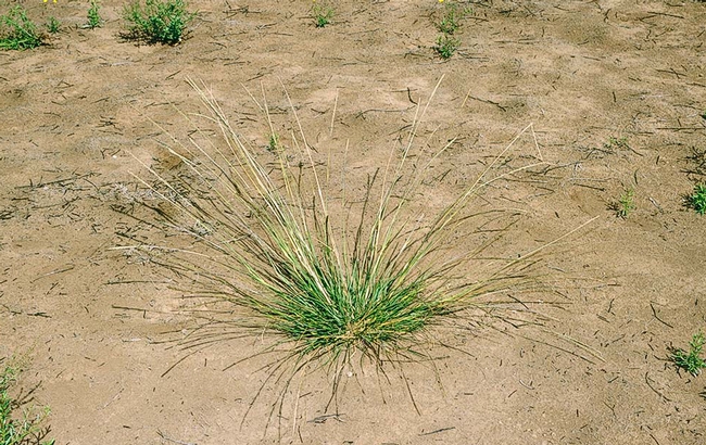 Grazed portions of pastures have significant smutgrass populations. Where the forage grows all season without being removed, have little or none.