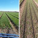 Figure 1. Spinach production under drip (80-inch bed with four driplines). The pictures demonstrate individual beds with four driplines at 1.5-inch depth 30 days after planting (left picture) and on the soil surface 12 days after planting (right picture).