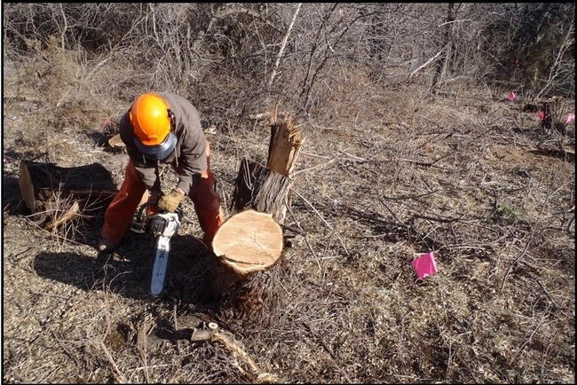 Making a second cut of a Russian olive stump close to the ground.